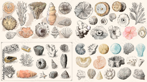 Vintage style seashell and coral illustration set featuring fossils, marine plants, ocean textures, and natural coastal elements. Ideal for botanical prints, patterns, decor, and creative artwork.