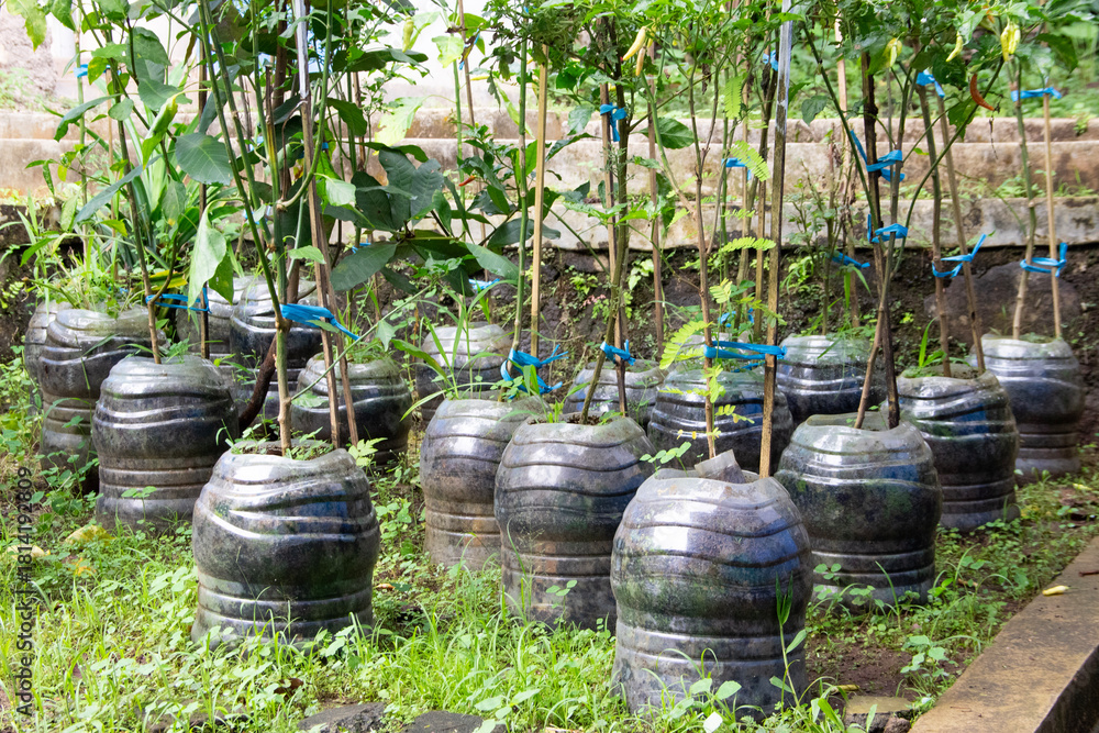 Obraz premium Utilization of used mineral water gallons as a plant medium to reduce plastic waste