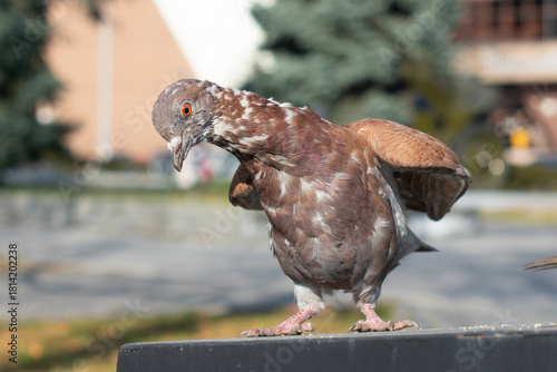 A pigeon in an aggressive stance on the street