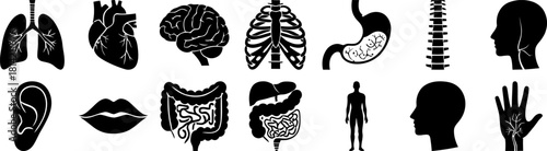 Human body anatomy icons collection. internal organs and body parts. Vector