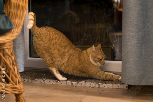 Orange cat scratching the mat