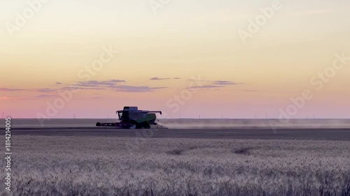 Harvesting. A combine harvester mows ripe wheat in a field. Agriculture.