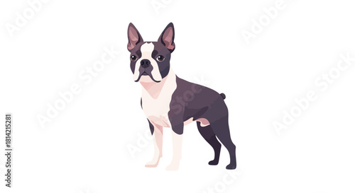 Cute Boston Terrier dog illustration pet animal vector design