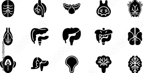 Human internal anatomy glyph icons set for medical science use.