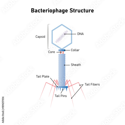 Bacteriophage Cell Structure Science Design. Vector Illustration.