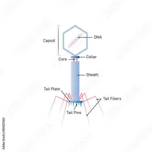 Bacteriophage Cell Structure Science Design. Vector Illustration.