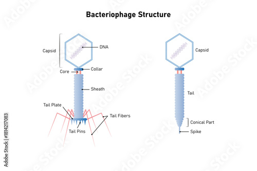 Bacteriophage Cell Structure Science Design. Vector Illustration.