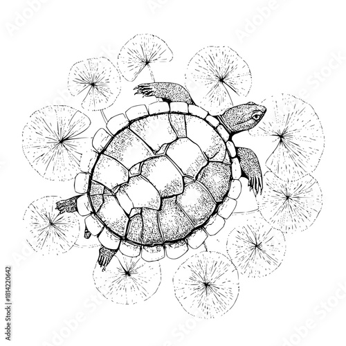 Detailed black and white drawing of a turtle swimming among lily pads