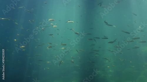 Big school of common minnow fish swimming in forest lake