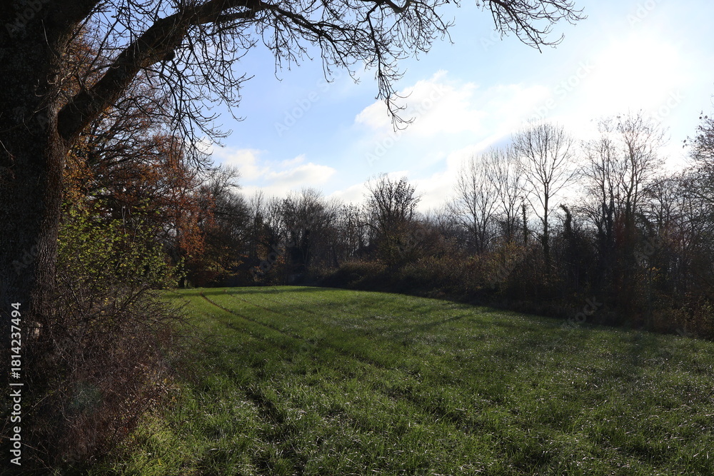 Fototapeta premium morning in the forest