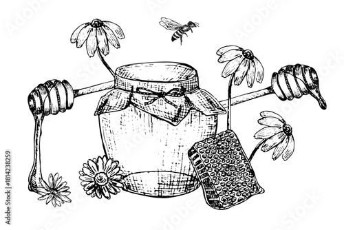 Honey hand drawn vector sketch. Wildflowers, chamomila flowers honey illustration for food background. Vintage linear sketch of honey jar, honeybee, honeycomb.
