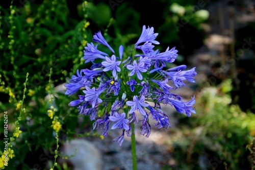planta flor agapanto - agapanthus africanus