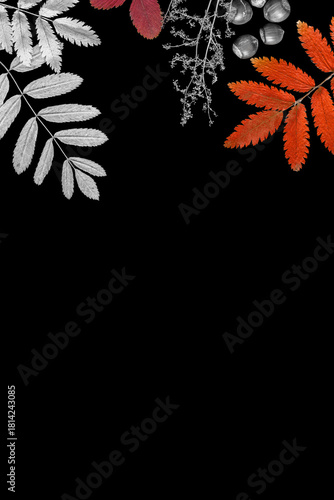 Autumn decorative frame. Silver and orange rowan leaves, dry herbs and nuts on black background, copy space, vertical format.