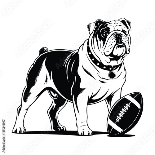 Tough american bulldog with football ready for game day representing sports team mascot spirit and athleticism