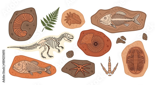 Collection of Fossil Illustrations Dinosaur Bones, Fish Skeleton, and More