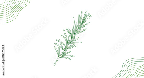 Minimalist illustration of a fresh green rosemary sprig on a white background with decorative contour lines.