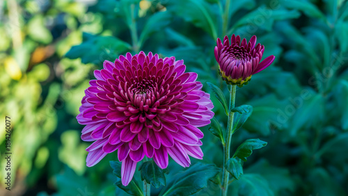 Vibrant deep pink chrysanthemum flower in full bloom next to a bud outdoors