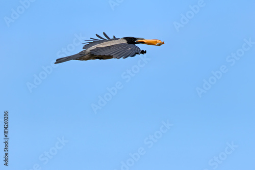 Canvas Print Hooded Crow (Corvus cornix) common across northern Europe seen on Bull Island Du