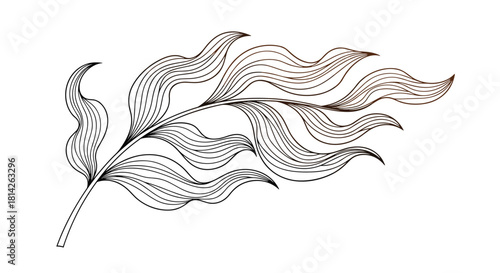 Abstract drawing of a feather-like branch with flowing, wavy lines in a dark brown hue.