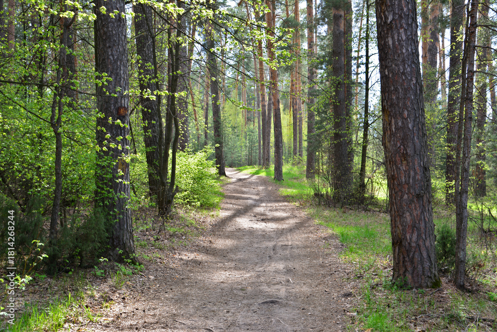Fototapeta premium Serene Woodland Path with Dappled Light and no people