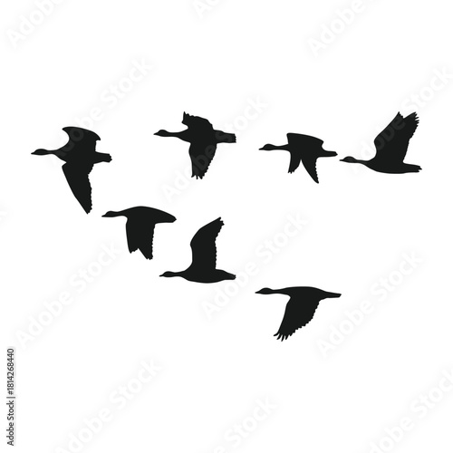 flying goose silhouette design. wild duck animal.