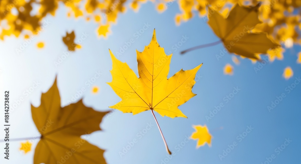 Obraz premium Yellow maple leaf falling against blue sky