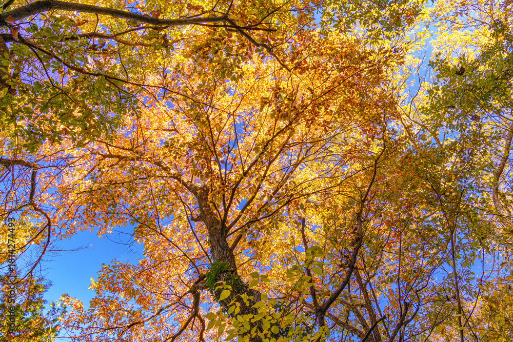 Fototapeta premium 木漏れ日で黄色く色づく楓