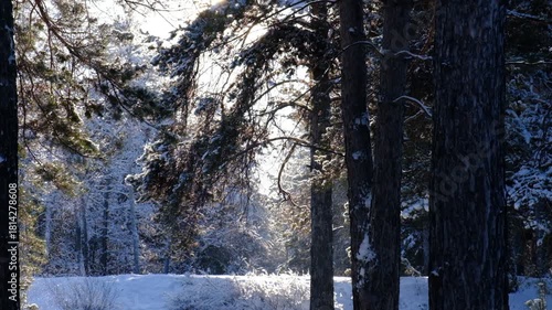 Amazing frozen nature background. A calm, frozen winter scene. Ethereal sunrise, sunlight. Winter wonderland. Idyllic north nature	
