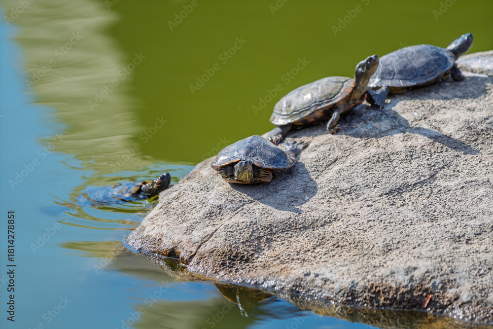 Obraz premium 池の岩の上で甲羅干しをして休憩する複数のカメ