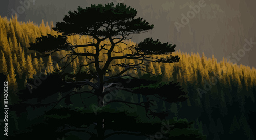 Dramatic forest landscape with pine tree silhouette against golden trees