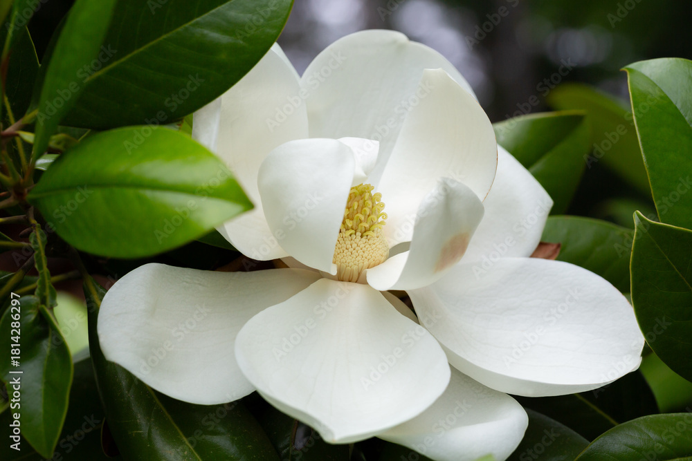 Fototapeta premium Magnolia grandiflora (Southern magnolia) flowers close-up. The fragrant flowers bloom in summer, and the contrast between the white flowers and the deep green leaves is very beautiful.
