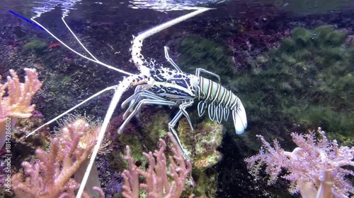Panulirus versicolor is a species of spiny lobster, grows up to 40 centimetres