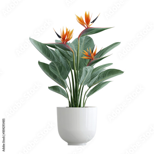 A vibrant Bird of Paradise plant with orange flowers in a clean, white, modern pot