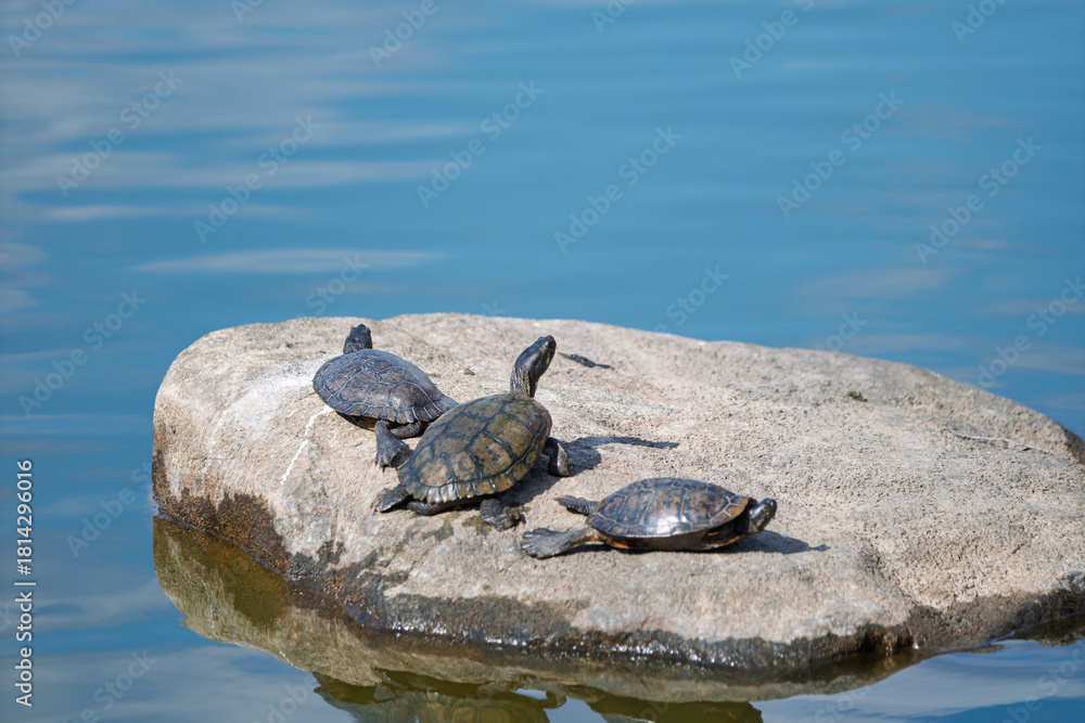 Fototapeta premium 池の岩の上で甲羅干しをする3匹の亀
