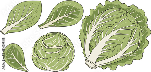 A collection of fresh green cabbages and lettuce arranged against a transparent background. The image showcases a variety of shapes and sizes, with whole cabbages and cut lettuce leaves scattered acro