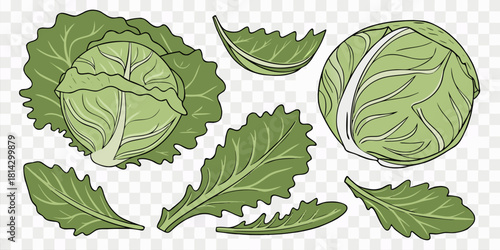 A collection of fresh green cabbages and lettuce arranged against a transparent background. The image showcases a variety of shapes and sizes, with whole cabbages and cut lettuce leaves scattered acro