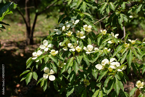 Cornus Capitata tree aka the evergreen dogwood and himalayan strawberry tree. Large white flowers on a tree in the garden.