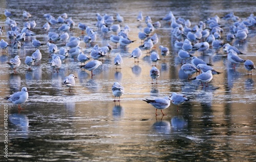 Flock of migratory seagull birds standing on a frozen lake in sunset, waterbird background