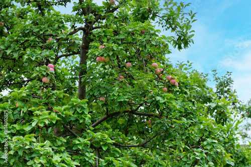 Three red apples on branch ready to be harvested. Ripe red apple fruits in apple orchard. Selective focus.