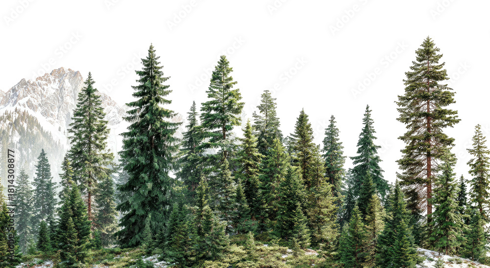 Fototapeta premium Lush, dense evergreen forest landscape with snow-capped mountains in the backdrop