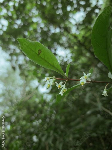 green leaves on a branch