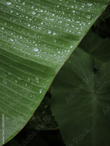 water drops on a green leaf