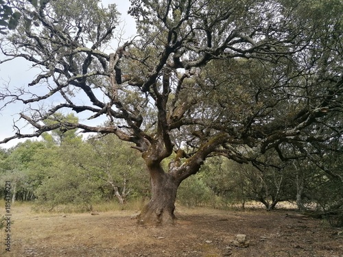alberi