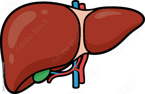 Human liver anatomy displayed with gallbladder and blood vessels on white backdrop, showcasing organ structure and function in a medical context.