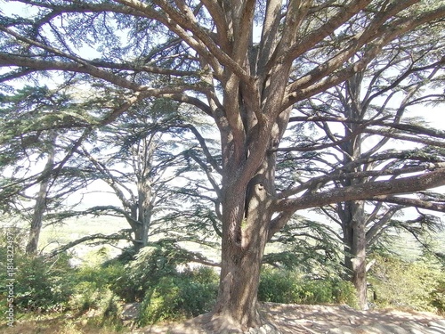 alberi