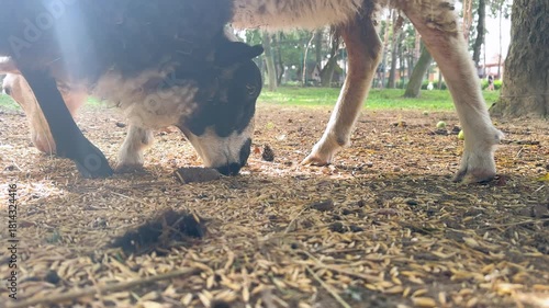 Rural backyard feeding moment sheep eat oats on hay path sustainable livestock care petting zoo friendly vibe