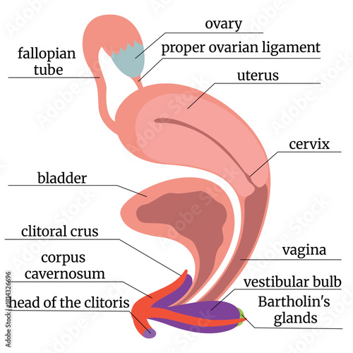 Anatomical illustration of the female reproductive system showing internal and external organs, including uterus, ovaries, vagina, clitoris, and associated structures