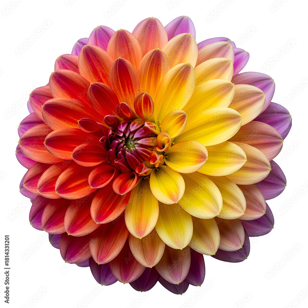 Fototapeta premium dahlia flower isolated on white