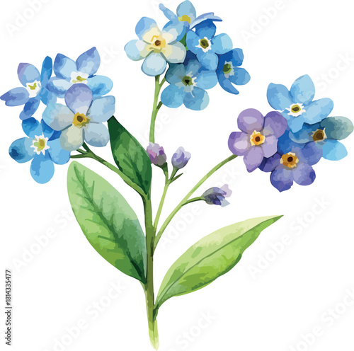 Forget Me Not Flower Botanical Vector Watercolor Illustration
