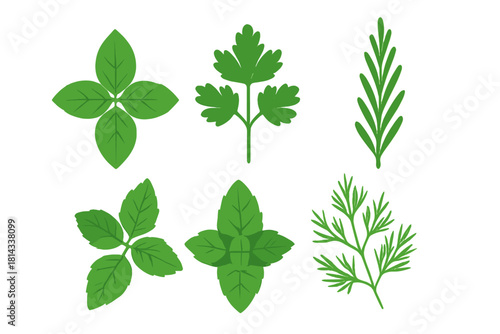 Fresh green culinary herbs and spices collection isolated on white background